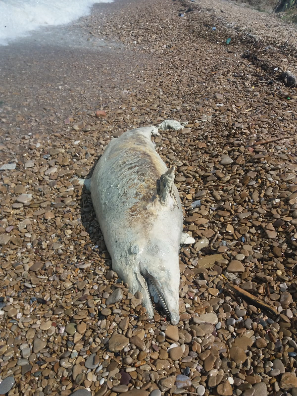 Tursiops truncatus<br>27 June, 2018