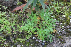 Potentilla conferta