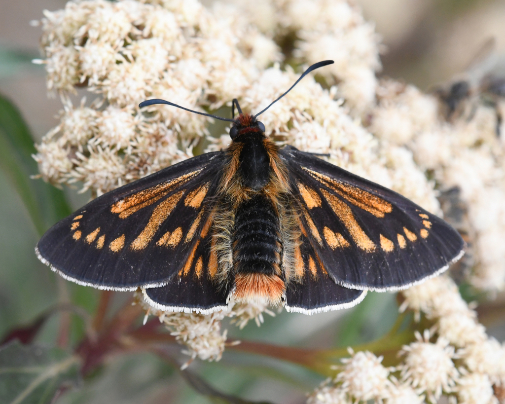 Metardaris cosinga