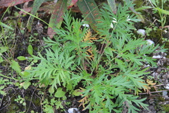 Potentilla conferta