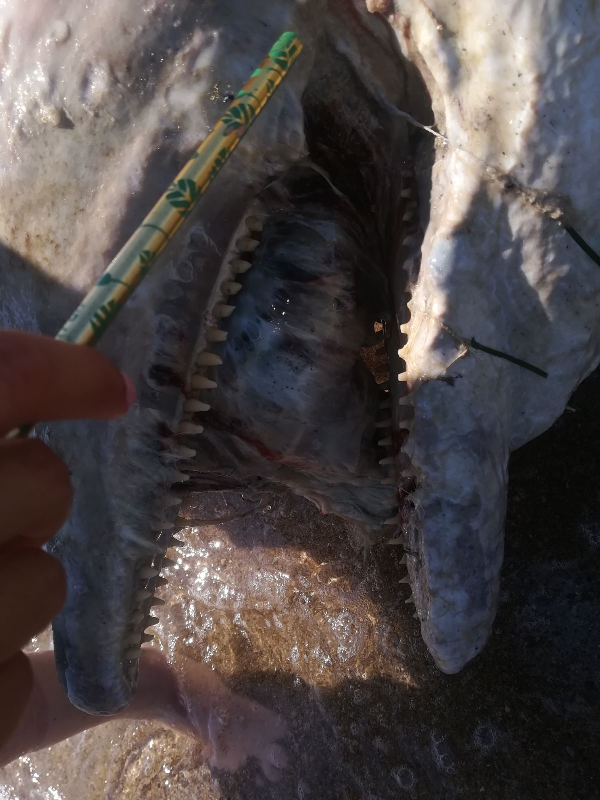 Tursiops truncatus<br>28 July, 2018