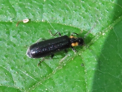 Rhagonycha lineola