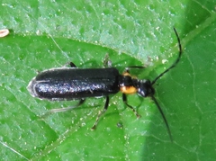 Rhagonycha lineola