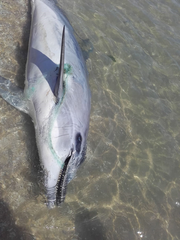 Tursiops truncatus