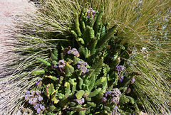 Phacelia pinnatifida