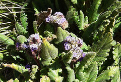 Phacelia pinnatifida