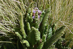 Phacelia pinnatifida