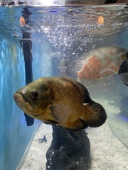 Astronotus