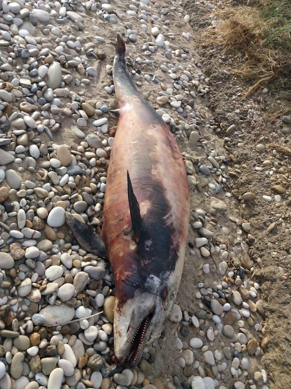 Tursiops truncatus<br>22 December, 2018