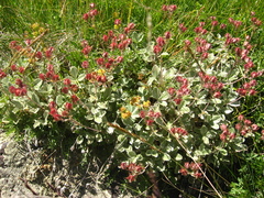 Potentilla divina
