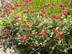 Potentilla divina