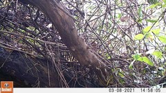 Nicator chloris