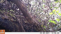 Nicator chloris
