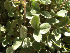 Potentilla divina