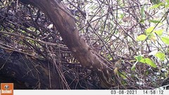 Nicator chloris