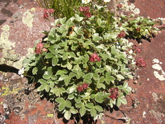 Potentilla divina