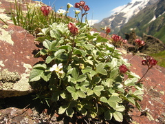 Potentilla divina