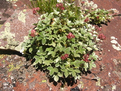 Potentilla divina