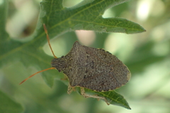 Euschistus conspersus