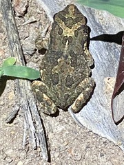 Poyntonophrynus fenoulheti