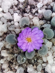 Frithia pulchra