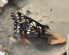 Catasticta aureomaculata