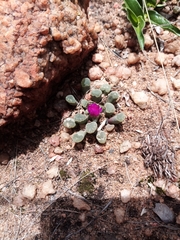 Frithia pulchra