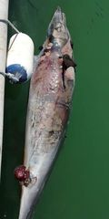 Tursiops truncatus