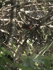 Passerina ciris ciris