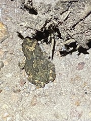 Poyntonophrynus fenoulheti