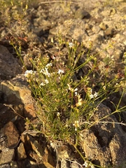 Asperula tephrocarpa