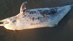 Tursiops truncatus