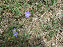 Wahlenbergia androsacea