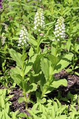 Galearis camtschatica