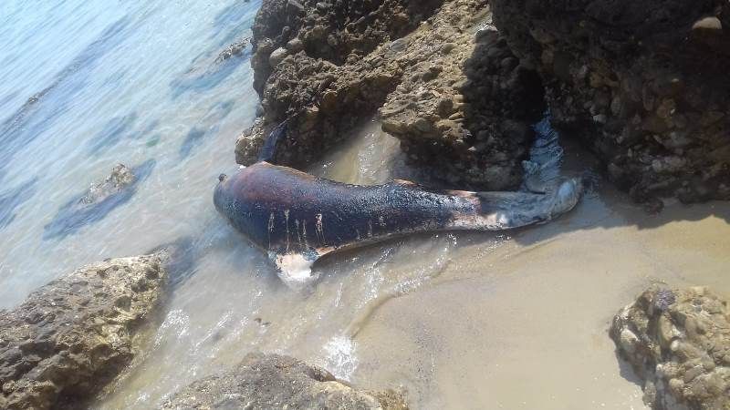 Tursiops truncatus<br>28 August, 2019