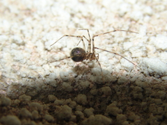 Nesticidae
