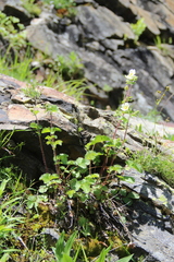 Drymocallis rupestris