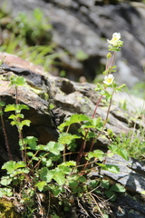 Drymocallis rupestris