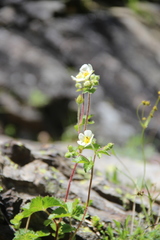 Drymocallis rupestris