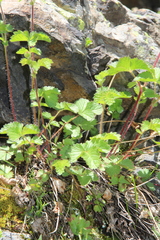 Drymocallis rupestris