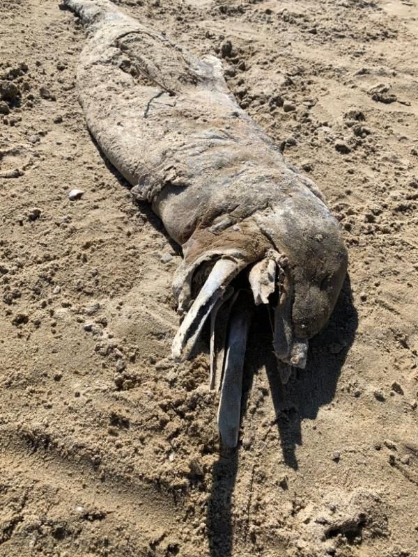 Tursiops truncatus<br>28 September, 2019