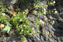 Drymocallis rupestris