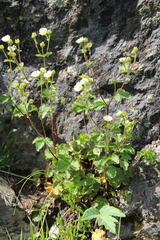 Drymocallis rupestris