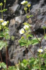 Drymocallis rupestris