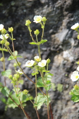 Drymocallis rupestris