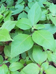 Greenmaniella resinosa