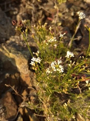 Asperula tephrocarpa