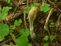 Clavariadelphus sachalinensis