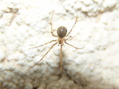 Nesticidae