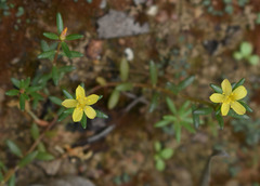Portulaca australis